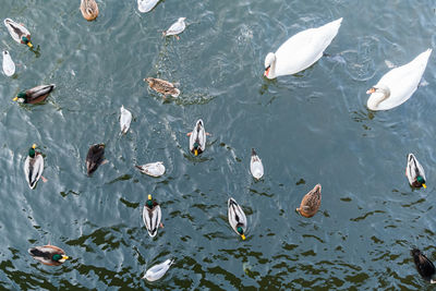 White swan and mallard duck on the lake