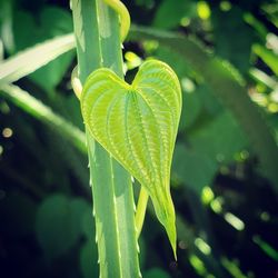 Close-up of plant leaves