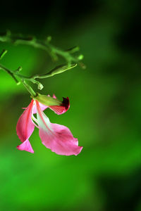Close-up of pink rose flower