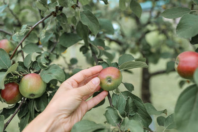 Close-up of apple growing on tree