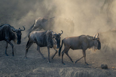 Blue wildebeest