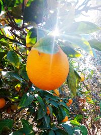 Low angle view of fruits on tree