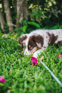 View of a dog on field