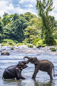 Two asian elephants bonding at the aninmal sanctuary in pinnawala