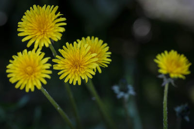 Close-up of yellow flowering plant