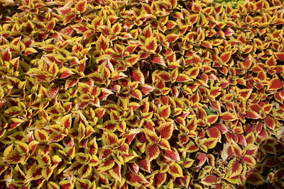 Full frame shot of autumnal leaves