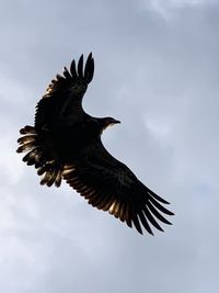 Low angle view of eagle flying in sky