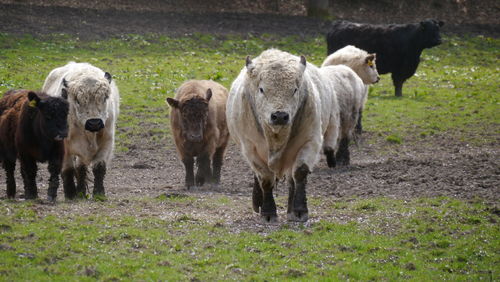 Sheep walking on field