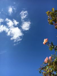 Low angle view of flowers against blue sky