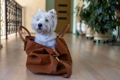 West highland white terrier sits in a travel bag. a white dog in a suitcase