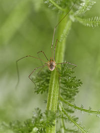 Close-up of insect on plant