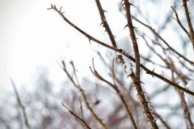 Close-up of bare tree