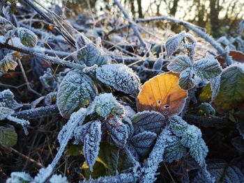 Close-up of frozen plant during winter