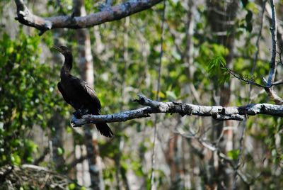 Bird perching on a tree