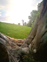Close-up of tree trunk