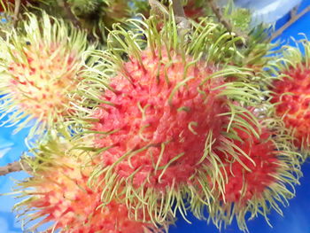 Close-up of red berries on plant