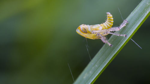 Close-up of planthopper nymph on plant