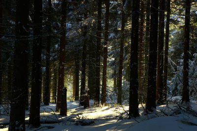 Trees in forest during winter