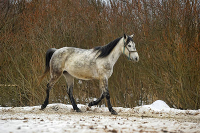 Horse standing in snow