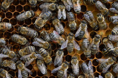 Close-up of bees