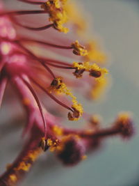 Close-up of purple flowering plant