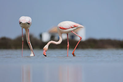 Close-up of flamingos in lake