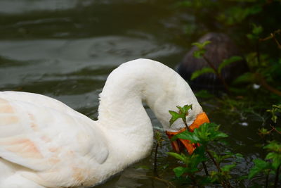 Close-up of swan in lake