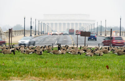 Canada geese on grass against road