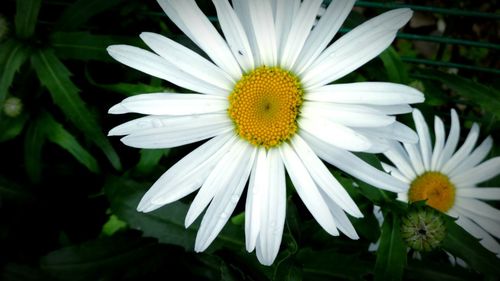 Close-up of white flower blooming outdoors