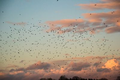 Low angle view of silhouette birds flying against sky