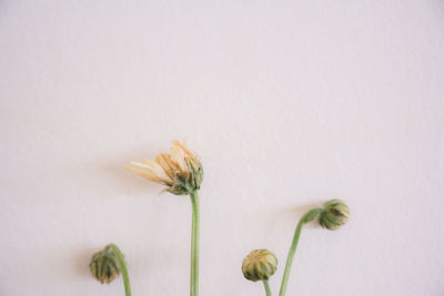 Close-up of flowering plant against white background