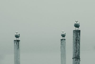 Low angle view of pigeon perching on wall