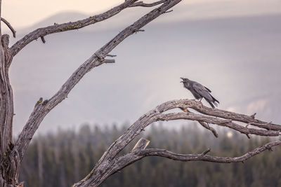 Close-up of bird perching on branch