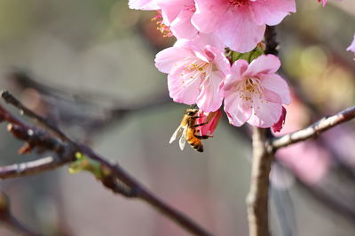 Close-up of pink flower