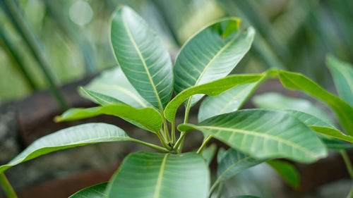 Close-up of green leaves - mango tree shoots between tropical green leaves
