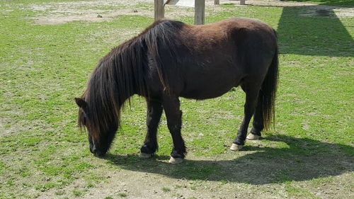 Horse grazing on field