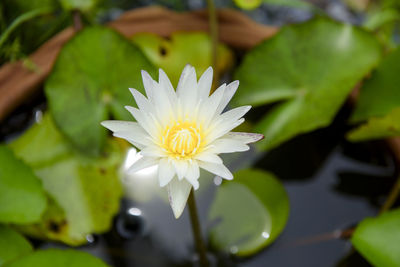 Close-up of white water lily in pond