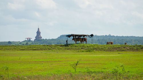 Horses in a field