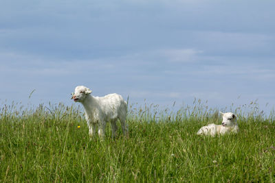 Kid goat on grassy field against sky