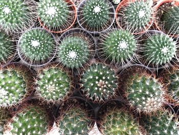 Full frame shot of cactus plant