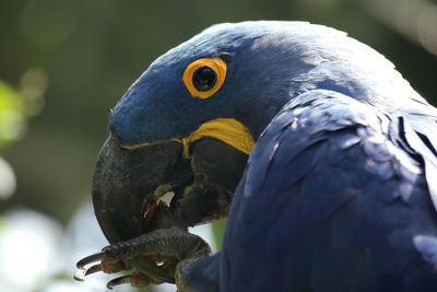 Close-up of parrot perching