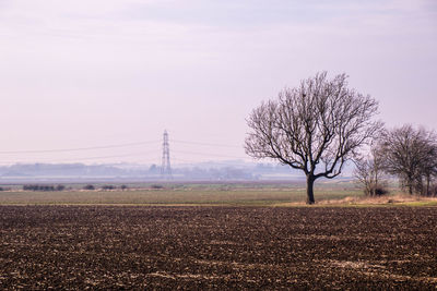 Bare tree on field against sky