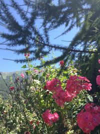 Low angle view of pink flowers blooming on tree