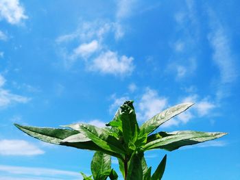 Low angle view of plant against blue sky