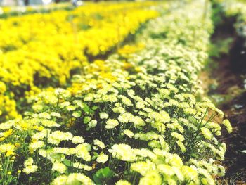 Yellow flowering plants on field