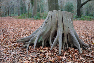 Trees in forest