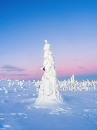 Crown snow-load on trees and pink sunset sky in riisitunturi national park during sunset, finland