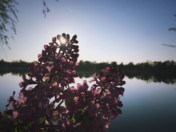 Close-up of flowers blooming on tree against sky