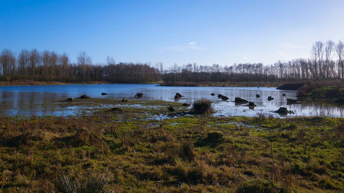 Swans swimming in lake against sky