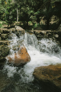 Scenic view of waterfall in forest